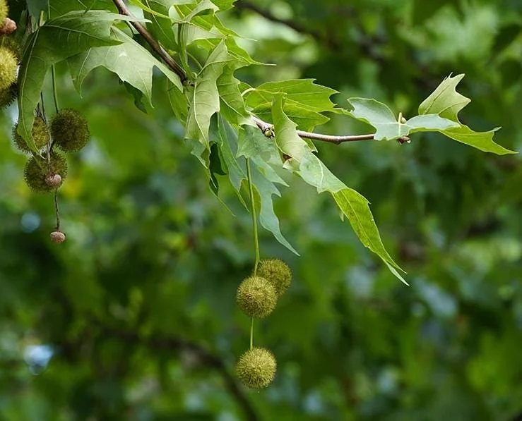 American Sycamore Tree Live Plant, 6-12 inches Tall, Quart Pot, Outdoor Shade Tree American Sycamore Tree Live Plant, 6-12 inches Tall, Quart Pot, Outdoor Shade Tree - Image 6