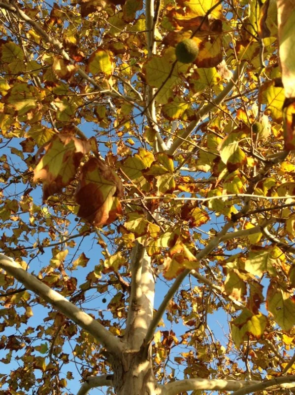 American Sycamore Tree Live Plant, 6-12 inches Tall, Quart Pot, Outdoor Shade Tree American Sycamore Tree Live Plant, 6-12 inches Tall, Quart Pot, Outdoor Shade Tree - Image 7