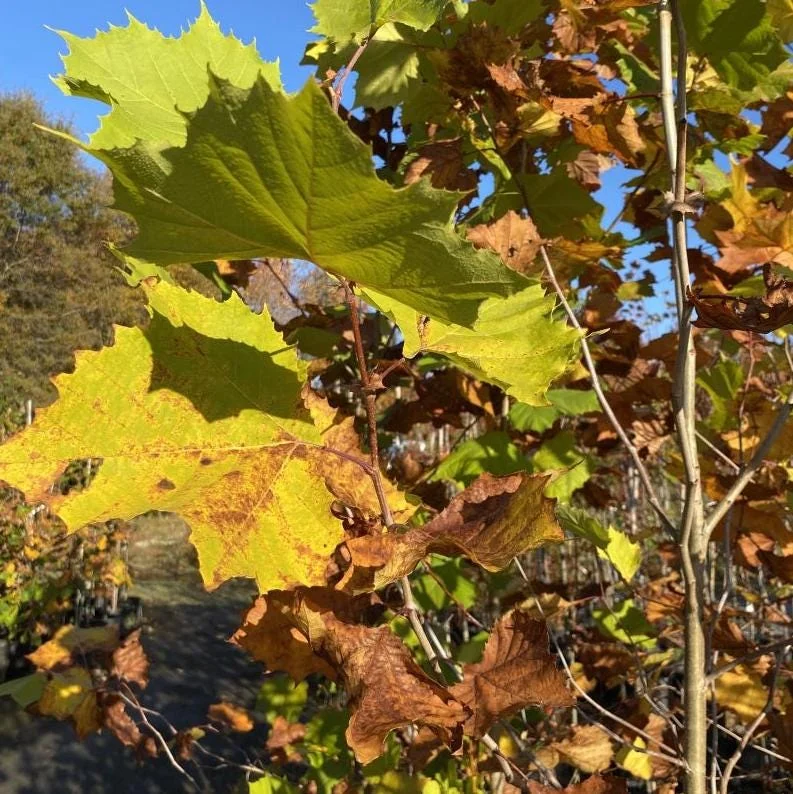 American Sycamore Tree Live Plant, 6-12 inches Tall, Quart Pot, Outdoor Shade Tree American Sycamore Tree Live Plant, 6-12 inches Tall, Quart Pot, Outdoor Shade Tree - Image 8