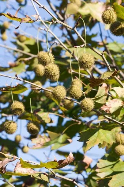 American Sycamore Tree Live Plant, 6-12 inches Tall, Quart Pot, Outdoor Shade Tree American Sycamore Tree Live Plant, 6-12 inches Tall, Quart Pot, Outdoor Shade Tree - Image 9