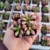 Anacampseros Sunrise Variegated Succulent Live Plant - 2in Pot - Rare - Image 1