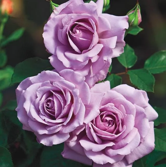 Angel Face Lavender Floribunda Rose Live Plant 5-8 Inch Tall Bush Starter Outdoor Angel Face Lavender Floribunda Rose Live Plant 5-8 Inch Tall Bush Starter Outdoor - Image 2