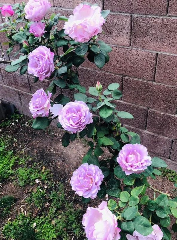Angel Face Lavender Floribunda Rose Live Plant 5-8 Inch Tall Bush Starter Outdoor Angel Face Lavender Floribunda Rose Live Plant 5-8 Inch Tall Bush Starter Outdoor - Image 3