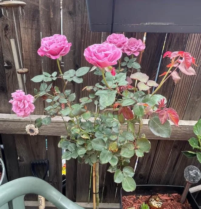 Angel Face Lavender Floribunda Rose Live Plant 5-8 Inch Tall Bush Starter Outdoor Angel Face Lavender Floribunda Rose Live Plant 5-8 Inch Tall Bush Starter Outdoor - Image 4