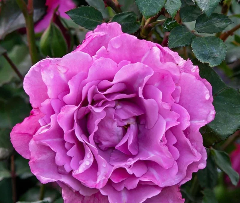 Angel Face Lavender Floribunda Rose Live Plant 5-8 Inch Tall Bush Starter Outdoor Angel Face Lavender Floribunda Rose Live Plant 5-8 Inch Tall Bush Starter Outdoor - Image 5