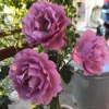 Angel Face Lavender Floribunda Rose Live Plant 5-8 Inch Tall Bush Starter Outdoor Angel Face Lavender Floribunda Rose Live Plant 5-8 Inch Tall Bush Starter Outdoor - Image 1