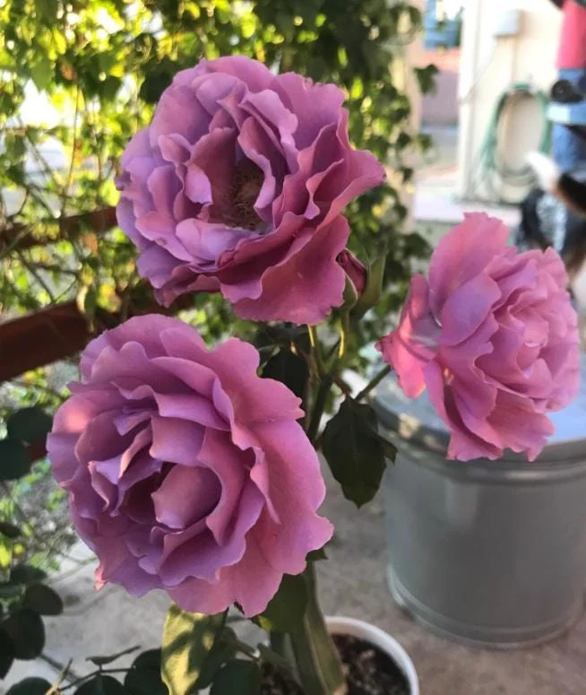 Angel Face Lavender Floribunda Rose Live Plant 5-8 Inch Tall Bush Starter Outdoor Angel Face Lavender Floribunda Rose Live Plant 5-8 Inch Tall Bush Starter Outdoor - Image 1