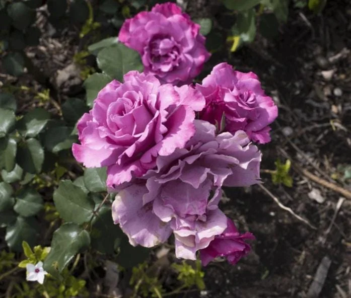 Angel Face Lavender Floribunda Rose Live Plant 5-8 Inch Tall Bush Starter Outdoor Angel Face Lavender Floribunda Rose Live Plant 5-8 Inch Tall Bush Starter Outdoor - Image 6