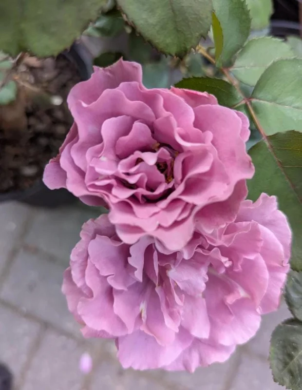 Angel Face Lavender Floribunda Rose Live Plant 5-8 Inch Tall Bush Starter Outdoor Angel Face Lavender Floribunda Rose Live Plant 5-8 Inch Tall Bush Starter Outdoor - Image 7