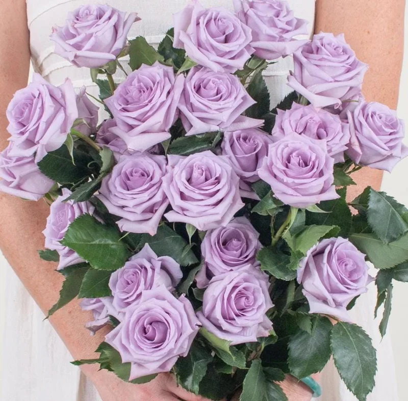 Angel Face Lavender Floribunda Rose Live Plant 5-8 Inch Tall Bush Starter Outdoor Angel Face Lavender Floribunda Rose Live Plant 5-8 Inch Tall Bush Starter Outdoor - Image 8