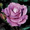 Angel Face Rose Live Plant - Fragrant Lavender Flowers, 4-8 In Tall Angel Face Rose Live Plant - Fragrant Lavender Flowers, 4-8 In Tall - Image 1