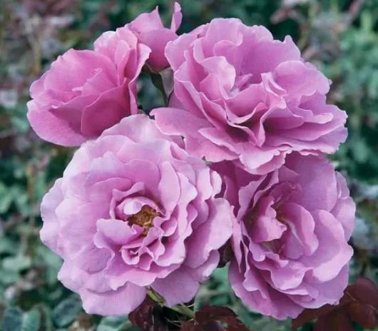 Angel Face Rose Live Plant - Fragrant Purple Floribunda Bush, 4-6 Inch Tall Angel Face Rose Live Plant - Fragrant Purple Floribunda Bush, 4-6 Inch Tall - Image 2