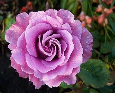 Angel Face Rose Live Plant - Fragrant Purple Floribunda Bush, 4-6 Inch Tall Angel Face Rose Live Plant - Fragrant Purple Floribunda Bush, 4-6 Inch Tall - Image 3
