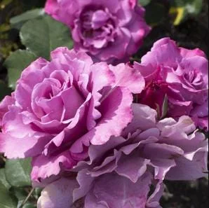Angel Face Rose Live Plant - Fragrant Purple Floribunda Bush, 4-6 Inch Tall Angel Face Rose Live Plant - Fragrant Purple Floribunda Bush, 4-6 Inch Tall - Image 4