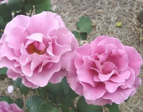 Angel Face Rose Live Plant - Fragrant Purple Floribunda Bush, 4-6 Inch Tall Angel Face Rose Live Plant - Fragrant Purple Floribunda Bush, 4-6 Inch Tall - Image 5