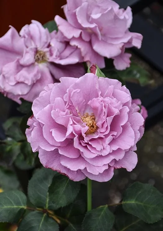 Angel Face Rose Live Plant - Fragrant Purple Floribunda Bush, 4-6 Inch Tall Angel Face Rose Live Plant - Fragrant Purple Floribunda Bush, 4-6 Inch Tall - Image 7