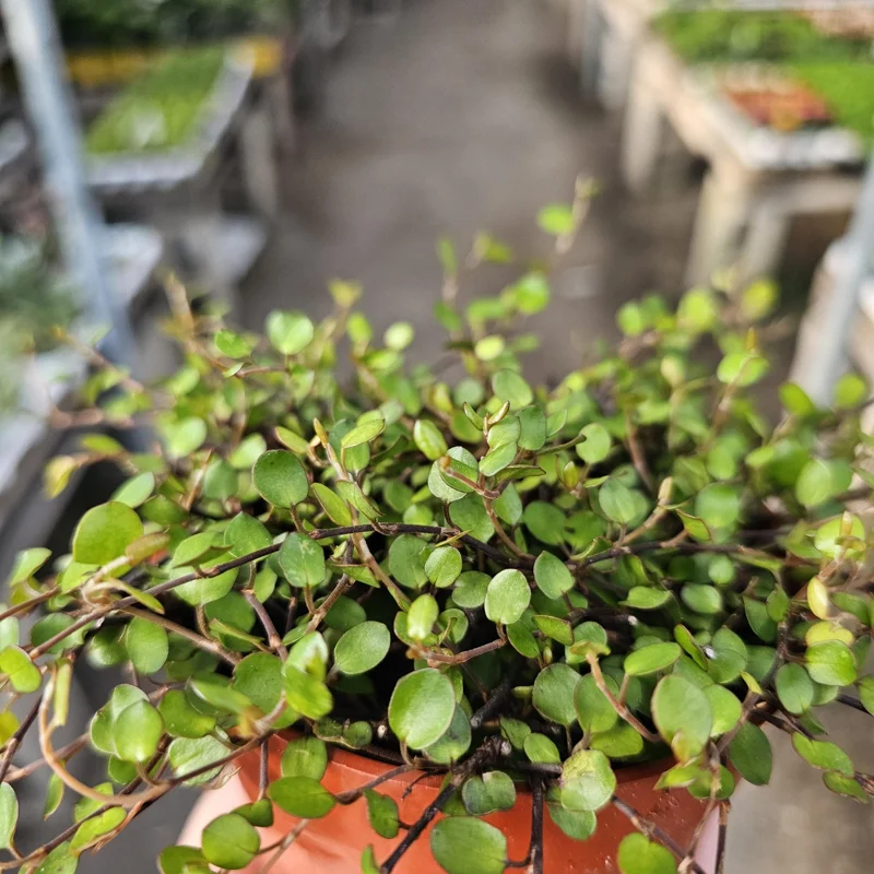 Angel Vine Live Plant - Muehlenbeckia complexa Wire Vine - 4in Pot - Trailing Houseplant - Image 2