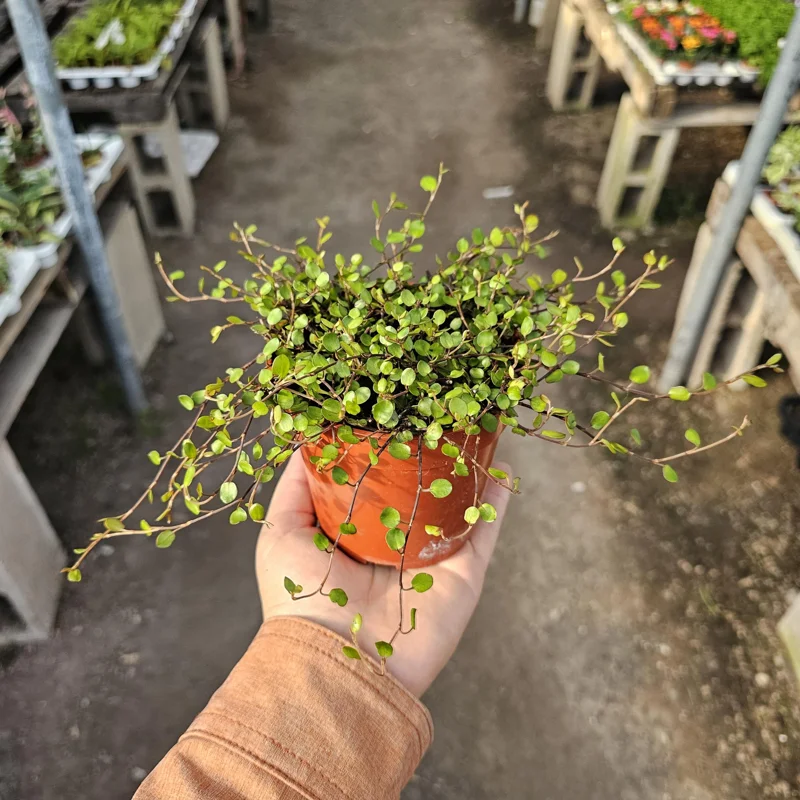 Angel Vine Live Plant - Muehlenbeckia complexa Wire Vine - 4in Pot - Trailing Houseplant - Image 1