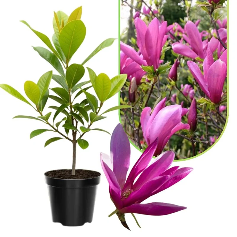 Ann Magnolia Tree Live Plant - 2.5-inch Pot, 6-12 inches Tall, Outdoor Ann Magnolia Tree Live Plant - 2.5-inch Pot, 6-12 inches Tall, Outdoor - Image 2