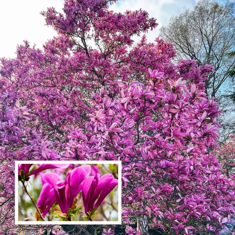 Ann Magnolia Tree Live Plant - 2.5-inch Pot, 6-12 inches Tall, Outdoor Ann Magnolia Tree Live Plant - 2.5-inch Pot, 6-12 inches Tall, Outdoor - Image 3