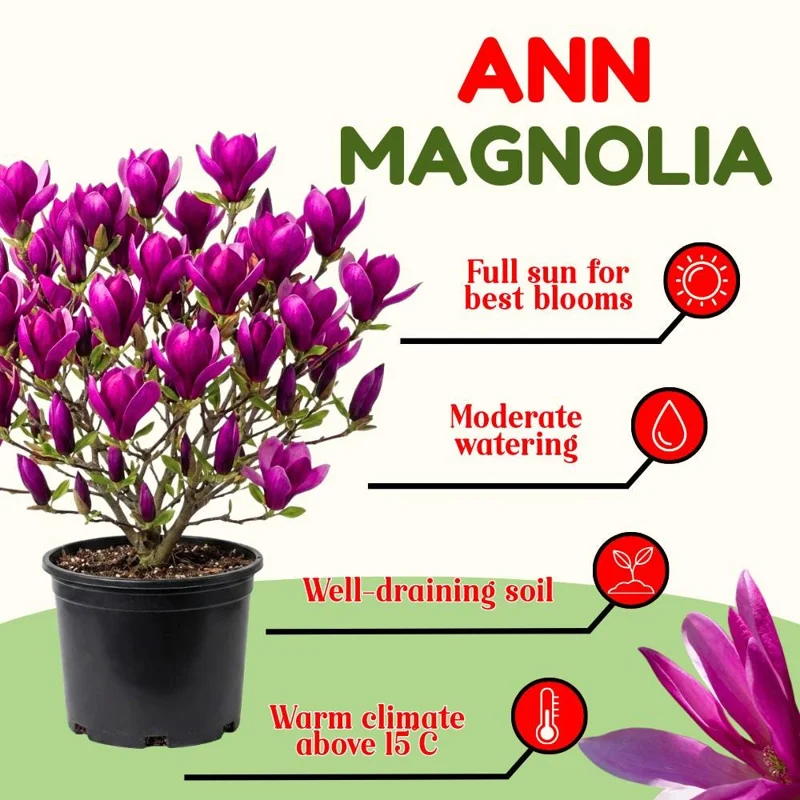 Ann Magnolia Tree Live Plant - 2.5-inch Pot, 6-12 inches Tall, Outdoor Ann Magnolia Tree Live Plant - 2.5-inch Pot, 6-12 inches Tall, Outdoor - Image 4