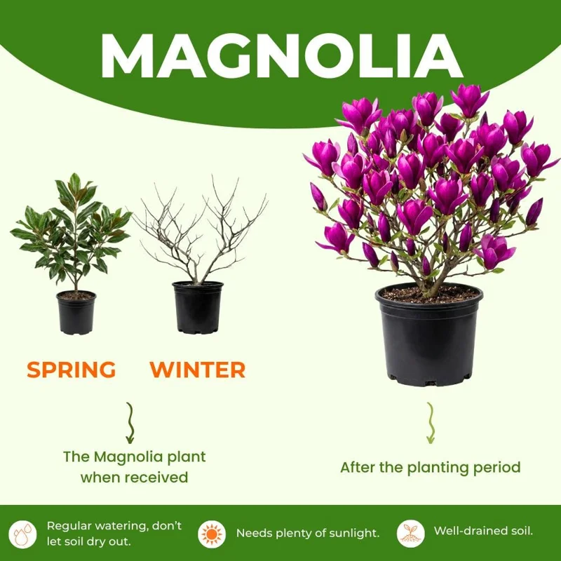 Ann Magnolia Tree Live Plant - 2.5-inch Pot, 6-12 inches Tall, Outdoor Ann Magnolia Tree Live Plant - 2.5-inch Pot, 6-12 inches Tall, Outdoor - Image 5