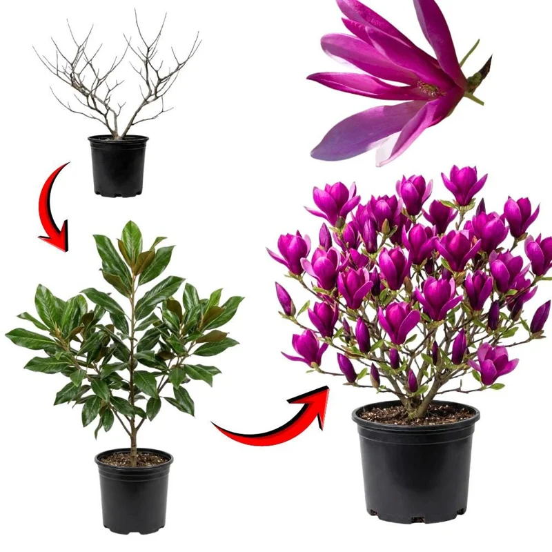 Ann Magnolia Tree Live Plant - 2.5-inch Pot, 6-12 inches Tall, Outdoor Ann Magnolia Tree Live Plant - 2.5-inch Pot, 6-12 inches Tall, Outdoor - Image 6