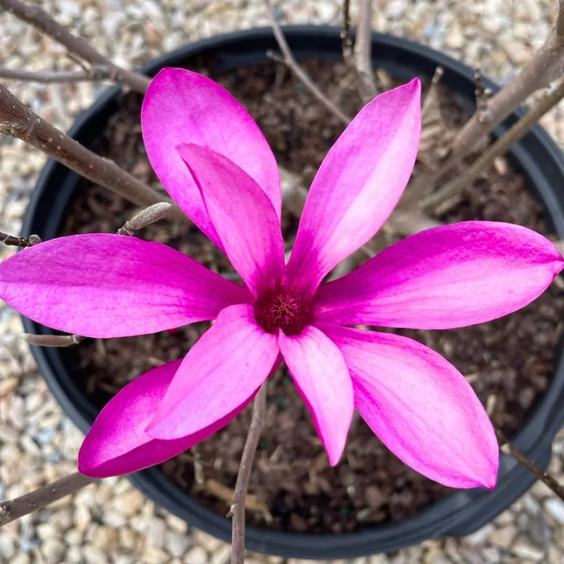Ann Magnolia Tree Live Plant - 2.5-inch Pot, 6-12 inches Tall, Outdoor Ann Magnolia Tree Live Plant - 2.5-inch Pot, 6-12 inches Tall, Outdoor - Image 1