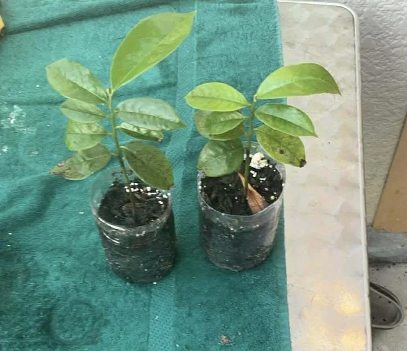 Annona Muricata Graviola Soursop Guanabana Live Plant 4-9" Tall Potted Tropical Fruit Tree Annona Muricata Graviola Soursop Guanabana Live Plant 4-9" Tall Potted Tropical Fruit Tree - Image 1