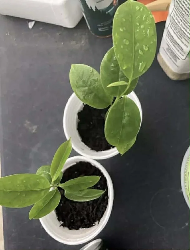 Annona Muricata Graviola Soursop Guanabana Live Plant 4-9" Tall Potted Tropical Fruit Tree Annona Muricata Graviola Soursop Guanabana Live Plant 4-9" Tall Potted Tropical Fruit Tree - Image 3