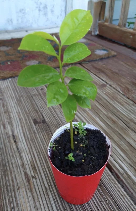 Annona Muricata Graviola Soursop Guanabana Live Plant 4-9" Tall Potted Tropical Fruit Tree Annona Muricata Graviola Soursop Guanabana Live Plant 4-9" Tall Potted Tropical Fruit Tree - Image 4