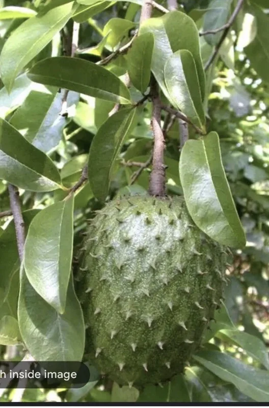 Annona Muricata Graviola Soursop Guanabana Live Plant 4-9" Tall Potted Tropical Fruit Tree Annona Muricata Graviola Soursop Guanabana Live Plant 4-9" Tall Potted Tropical Fruit Tree - Image 5
