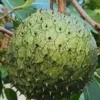 Annona Muricata Soursop Tree Live Plant 4-9 inch - Mountain Graviola Tropical Fruit Annona Muricata Soursop Tree Live Plant 4-9 inch - Mountain Graviola Tropical Fruit - Image 1