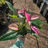 Anthurium Zizou Live Plant – Pink Flowering Houseplant – 4 inch Pot – Indoor - Image 1