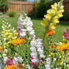 Antirrhinum Snapdragon Flower Seeds – Annual – Patio & Bed Planting – 20 Seeds - Image 1
