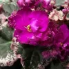 Apache Redcoats African Violet Live Plant - 4 Inch Pot Starter - Indoor - Image 1