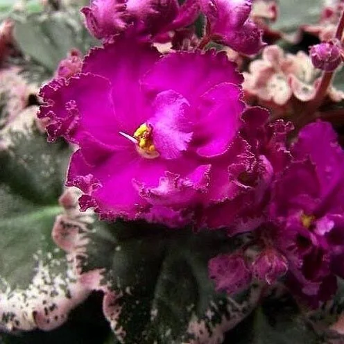 Apache Redcoats African Violet Live Plant - 4 Inch Pot Starter - Indoor - Image 1