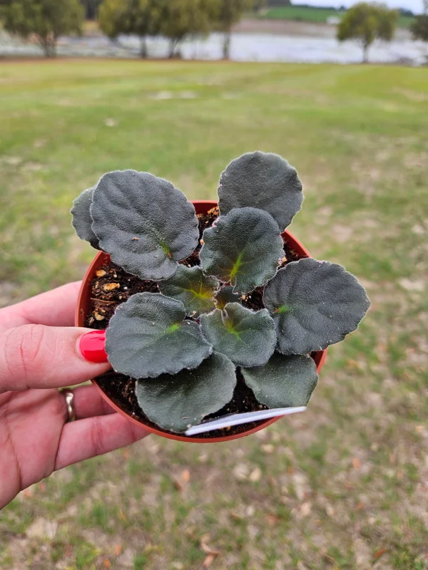 Apache Redcoats African Violet Live Plant - 4 Inch Pot Starter - Indoor - Image 2