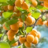 Apricot Tree Live Plant 1 Year Old, 6-12 Inch Tall Fruit Tree Outdoor - Image 1
