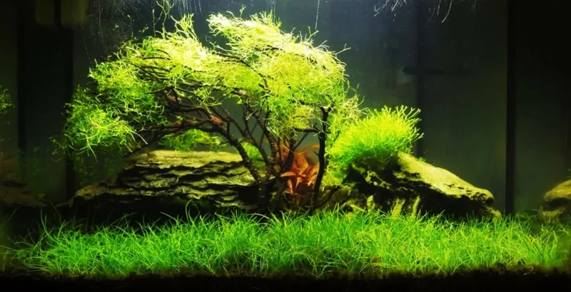 Aquarium Plant Seeds - Fish Tank Water Grass Ground Covering Plants - Image 2