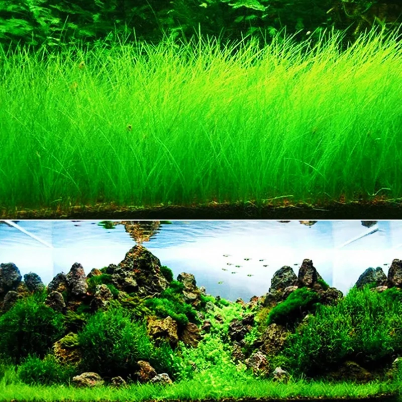 Aquarium Plant Seeds - Fish Tank Water Grass Ground Covering Plants Aquarium Plant Seeds - Fish Tank Water Grass Ground Covering Plants - Image 3