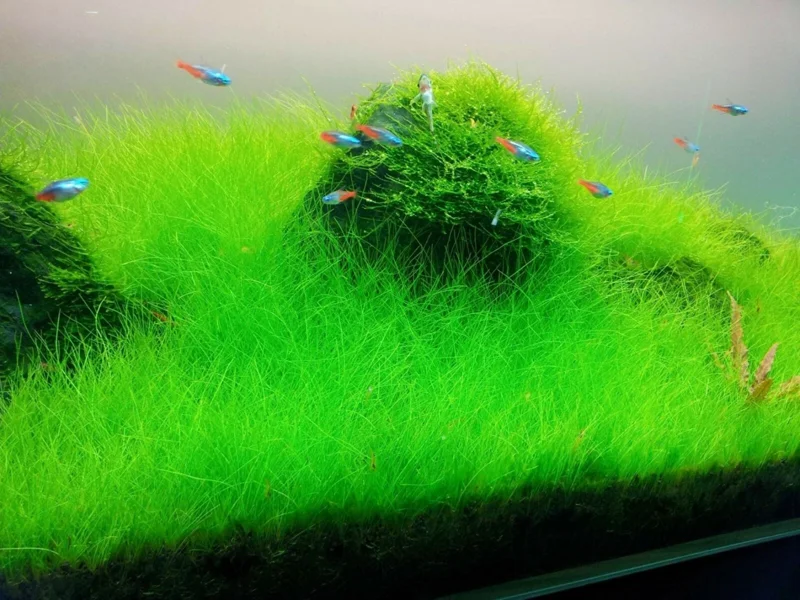 Aquarium Plant Seeds - Fish Tank Water Grass Ground Covering Plants Aquarium Plant Seeds - Fish Tank Water Grass Ground Covering Plants - Image 4