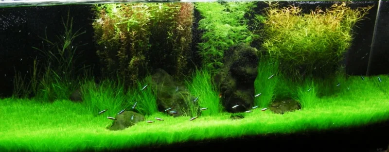 Aquarium Plant Seeds - Fish Tank Water Grass Ground Covering Plants Aquarium Plant Seeds - Fish Tank Water Grass Ground Covering Plants - Image 5