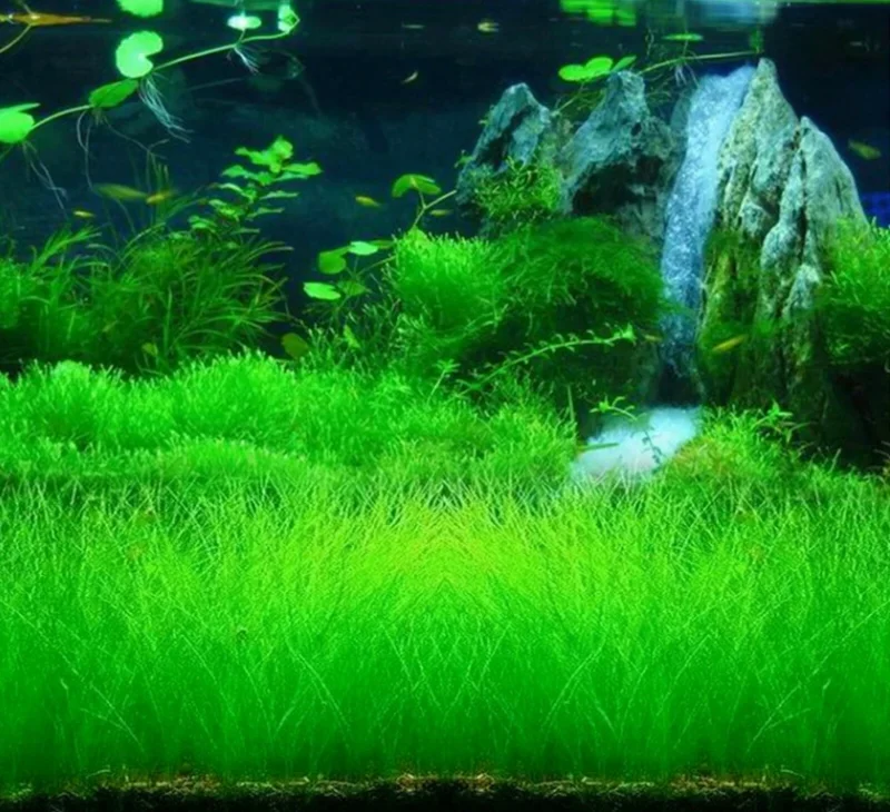 Aquarium Plant Seeds - Fish Tank Water Grass Ground Covering Plants Aquarium Plant Seeds - Fish Tank Water Grass Ground Covering Plants - Image 6