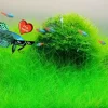 Aquarium Plant Seeds - Fish Tank Water Grass Ground Covering Plants - Image 1