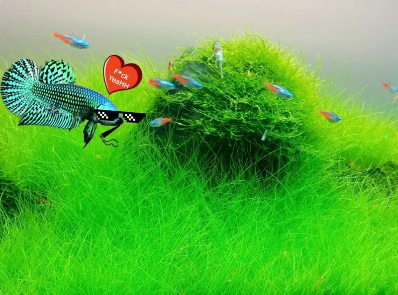 Aquarium Plant Seeds - Fish Tank Water Grass Ground Covering Plants - Image 1