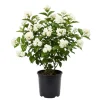 Arabian Jasmine Belle of India Live Plant - Fragrant Flowering Vine, 4-6 Inch Tall Starter - Image 1