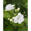 Arabic Jasmine Live Plant - Fragrant White Flowers, Half Gallon Pot, Outdoor - Image 1
