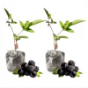 Arapaho Thornless Blackberry Live Plants - 2 Pack, 4-8 Inch Tall, Outdoor Fruit Bush - Image 1