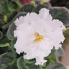 Arctic Frost African Violet Live Plant - 4 Inch Pot - Indoor Houseplant - Image 1